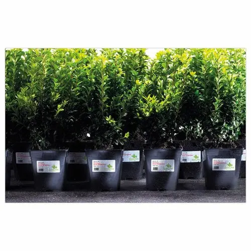 Bo&icirc;te de 40 &eacute;tiquettes blanches inalt&eacute;rables laser - 199,6 x 143,5 mm - Avery photo du produit