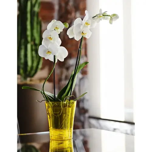 Pot &agrave; orchid&eacute;e 'Orchidea 16', transparent - Tera photo du produit