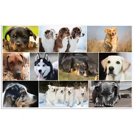 HERMA Sous-main 'Chats', (L)550 x (H)350 mm photo du produit