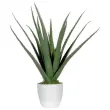 Plante artificielle Aloe vera - H 45 cm photo du produit
