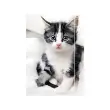 RNK Verlag Carton à dessin 'Chaton', A3 photo du produit