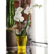 Pot &agrave; orchid&eacute;e 'Orchidea 16', transparent - Tera photo du produit