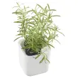 Pot &agrave; herbes aromatiques EDEN, largeur: 120 mm, blanc - Orthex photo du produit