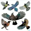 Etiquette de signalisation 'oiseaux', multicolore - Herma photo du produit