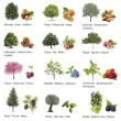Rouleau de gommettes Arbres 360 unités - Apli photo du produit