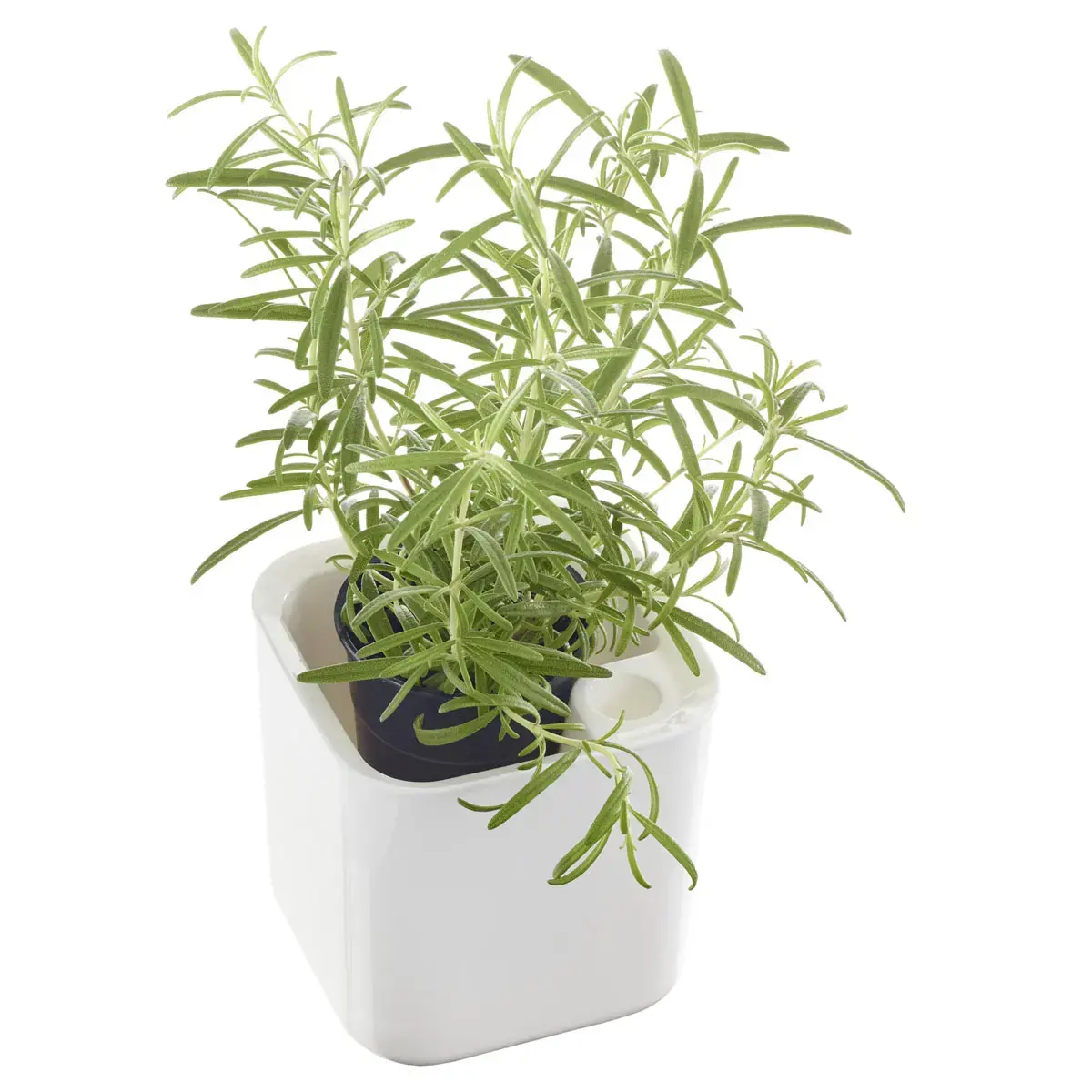 Pot &agrave; herbes aromatiques EDEN, largeur: 120 mm, blanc - Orthex photo du produit