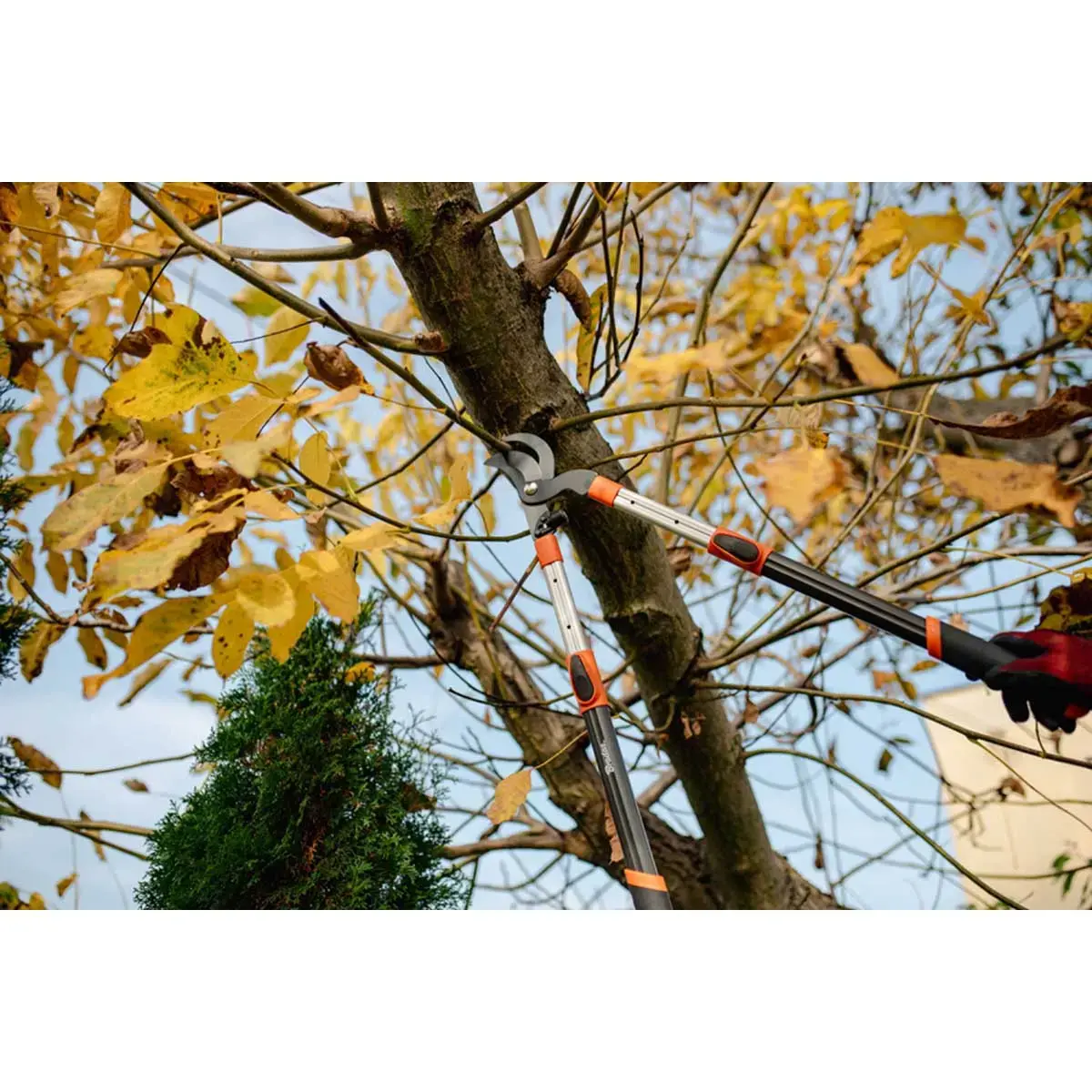 Coupe-branches Bypass V-SERIES, télescopique - Bradas photo du produit